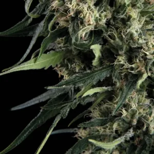 NORTHERN LIGHTS – Automatica – TRIKOMA SEEDS