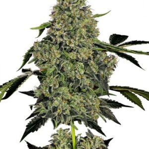 OG Kush - Automática - Pack com 3 Unidades - Santa Semente