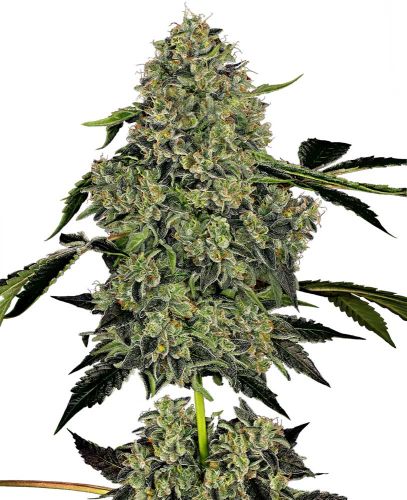 OG Kush - Automática - Pack com 3 Unidades - Santa Semente