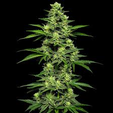 OG Kush - Automática - Pack com 3 Unidades - Santa Semente