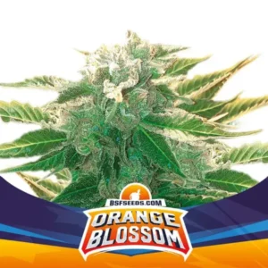 Orange Blossom - XXL - Automatica - BSF - Pack com 4 UNIDADES