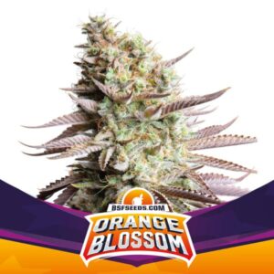 Orange Blossom - Feminizada - BSF - Pack com 4 UNIDADES