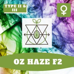 Oz Haze F2 CBD – Foto.Feminizada – Pack com 3+1 Unidades – Sativa Creations