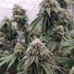 Ocean Spray – Foto.Feminizada – Pack com 5 Unidades – Black Tuna