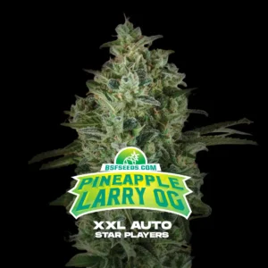 Pineapple Larry OG XXL - Auto – BSF – Pack com 4 UNIDADES