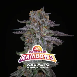 Rainbows XXL – Auto – BSF – Pack com 4 UNIDADES