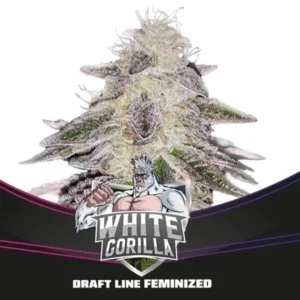 White Gorilla - Feminizada – BSF – Pack com 4 UNIDADES