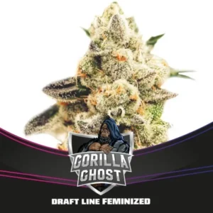 Gorilla Ghost - Fot.Feminizada - BSF - Pack com 4 UNIDADES