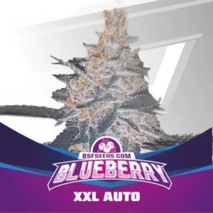 Blueberry XXL Auto - BSF - Pack com 4 UNIDADES