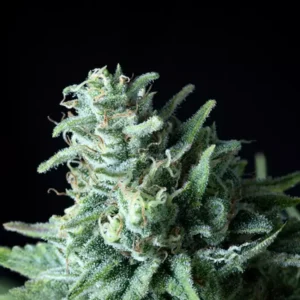 PATAGONIA – Fotoperiodo "FAST VERSION" – TRIKOMA SEEDS