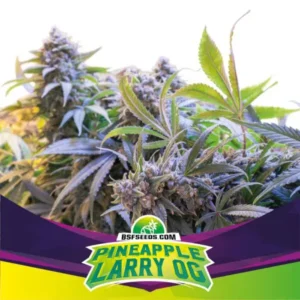 Pineapple Larry OG - Feminizada - BSF - Pack com 4 UNIDADES