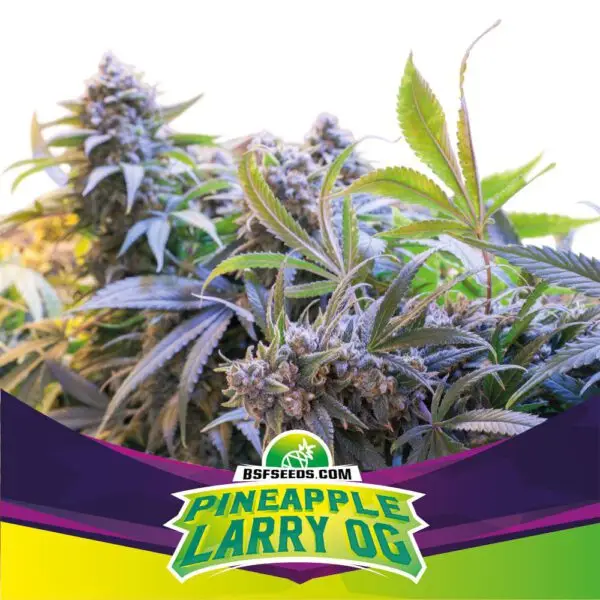 Pineapple Larry OG - Feminizada - BSF - Pack com 4 UNIDADES