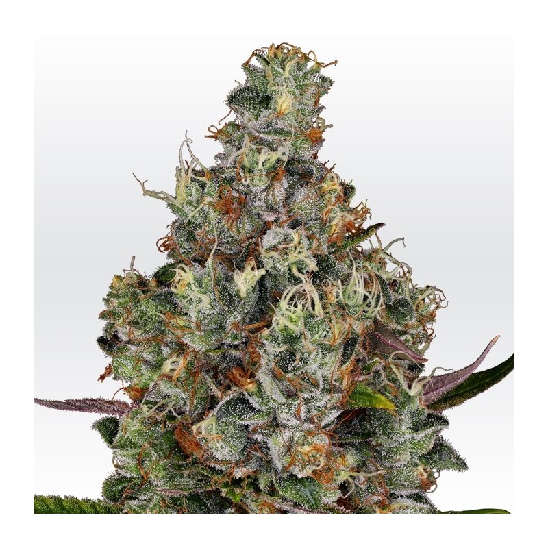 Rainbow – Foto.Feminizada – Pack com 3 Unidades – Santa Semente - Imagem 2