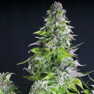 ROMULAN USA – Fotoperiodo – PYRAMID SEED’S