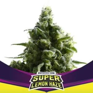 SLH – Super Lemon Haze - Feminizada – BSF – Pack com 4 UNIDADES
