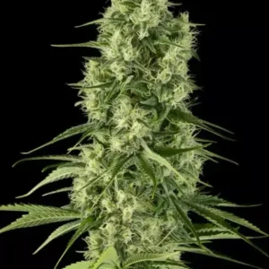 ALTAI CBD - Fotoperíodo Feminizada - LatitudSurSeeds