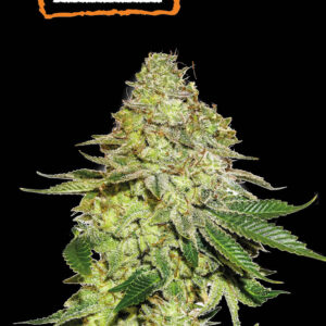 Sherbet – Foto.Feminizada – Pack com 3 Unidades – Seedstockers