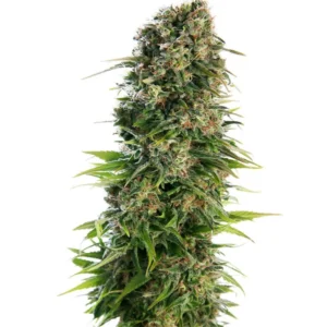 Skunk  – Automática – Pack com 3 Unidades – Santa Semente