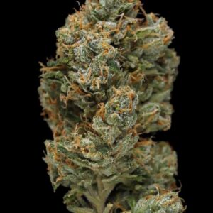 Skywalker – Foto.Feminizada – Pack com 1 Unidade – Santa Semente