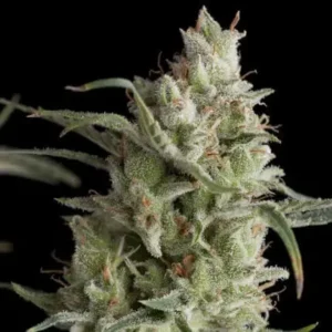 SUPER OG KUSH – Fotoperiodo – PYRAMID SEED’S