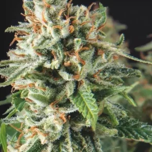 SUPER OG KUSH – Fotoperiodo "FAST VERSION" – PYRAMID SEED’S