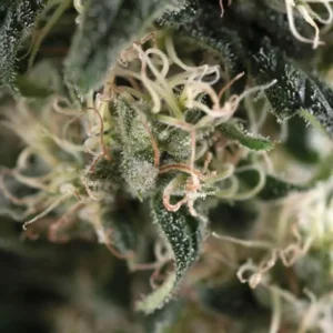 TOTAL CHEESE – Automatica – TRIKOMA SEEDS