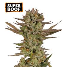 Super Boof – Foto.Feminizada – Pack com 3 Unidades – Seedstockers