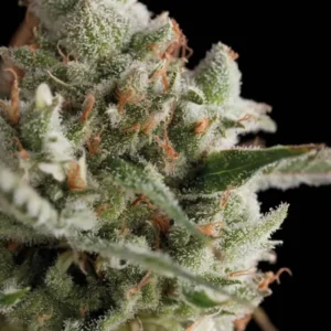 TOTAL CHEESE – Fotoperiodo – TRIKOMA SEEDS