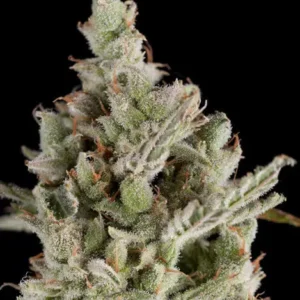 SWEET MADNESS – Automatica – TRIKOMA SEEDS