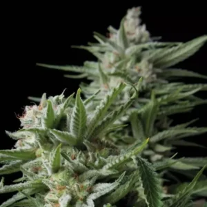 SWEET MADNESS – Fotoperiodo – TRIKOMA SEEDS