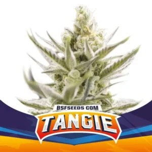 Tangie XXL - Automatica - BSF - Pack com 4 UNIDADES