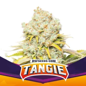 Tangie - Feminizada – BSF – Pack com 4 UNIDADES