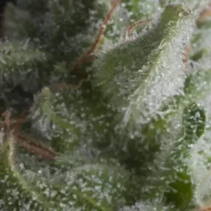 SHARK – Automatica – PYRAMID SEED’S