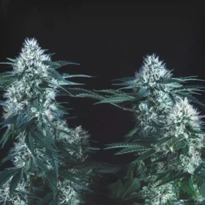 TUTANKHAMON – Fotoperiodo "FAST VERSION" – PYRAMID SEED’S