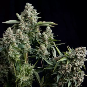 TUTANKHAMON – Fotoperiodo – PYRAMID SEED’S