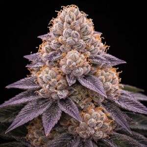 Velvet Cake – Foto.Feminizada – Pack com 3 Unidades – Santa Semente