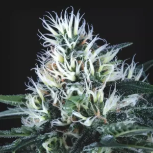 WEMBLEY – Fotoperiodo "FAST VERSION" – PYRAMID SEED'S