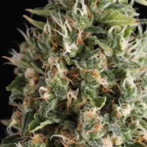 WENDY – Automatica – TRIKOMA SEEDS