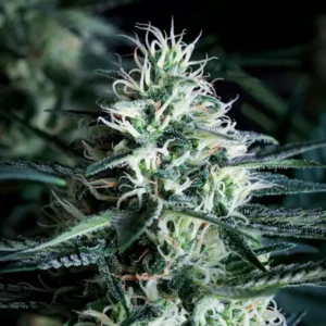 WHITE WIDOW – Fotoperiodo "FAST VERSION" – TRIKOMA SEEDS