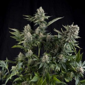 White Widow – Foto.Feminizada – Pack com 1 Unidade – Santa Semente