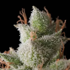 WHITE WIDOW – Automatica – TRIKOMA SEEDS