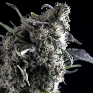 AL TIRO – Automatica – TRIKOMA SEEDS