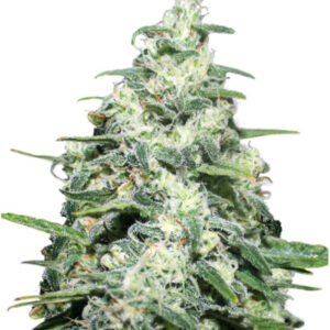 Amnesia H-PRO - Fotoperíodo Feminizada - LatitudSurSeeds