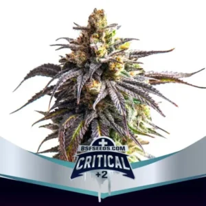 Critical +2 - XXL Auto – BSF – Pack com 4 UNIDADES