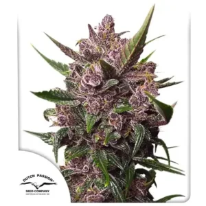 Blackberry Kush® – Automática – Pack com 3 Unidades – Dutch Passion
