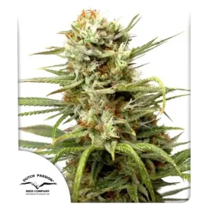 White Widow – Automática – Pack com 3 Unidades – Dutch Passion