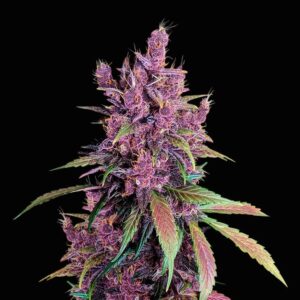 BLACK CHERRY PUNCH – Fotoperiodo – PYRAMID SEED'S
