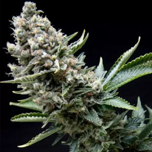 BLACK CHERRY PUNCH – Automatica – PYRAMID SEED'S