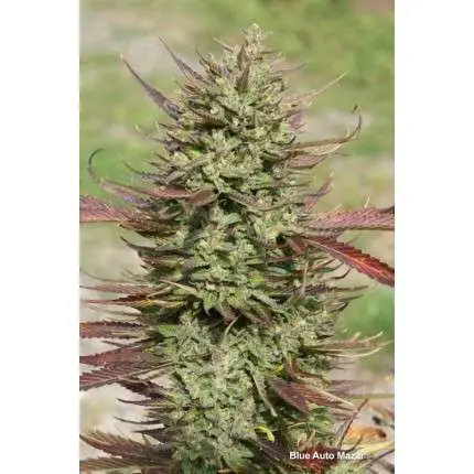 Blue Auto Mazar - Dutch Passion - Auto - Pack Com 3 UNIDADES - Imagem 4