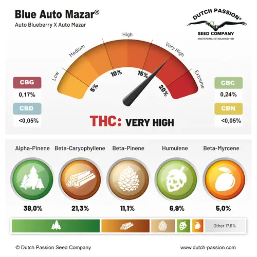 Blue Auto Mazar - Dutch Passion - Auto - Pack Com 3 UNIDADES - Imagem 2